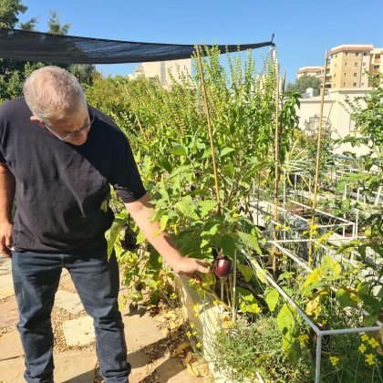 גגות ירוקים – תכנון וטכנולוגיות